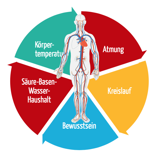 Was gehört alles zur Vitalzeichen?